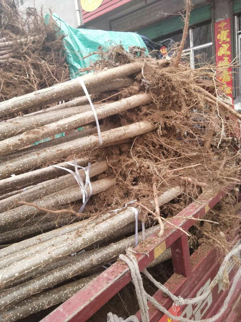 杨树苗107无絮