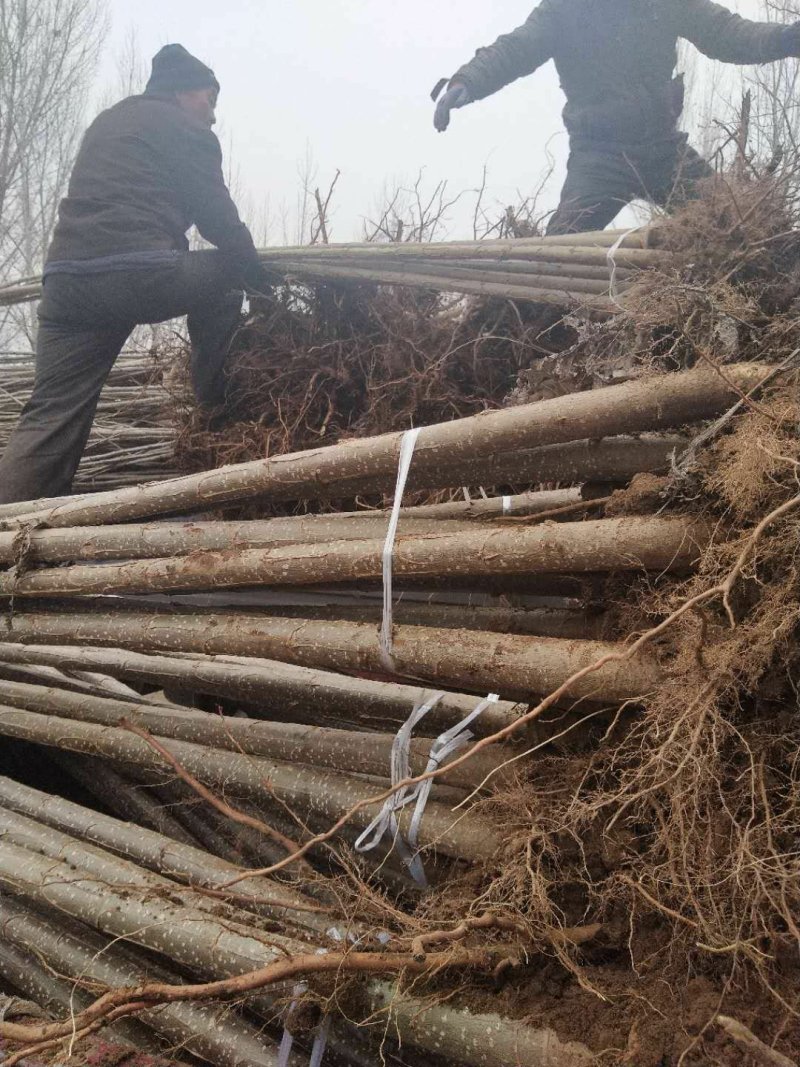 杨树苗107无絮
