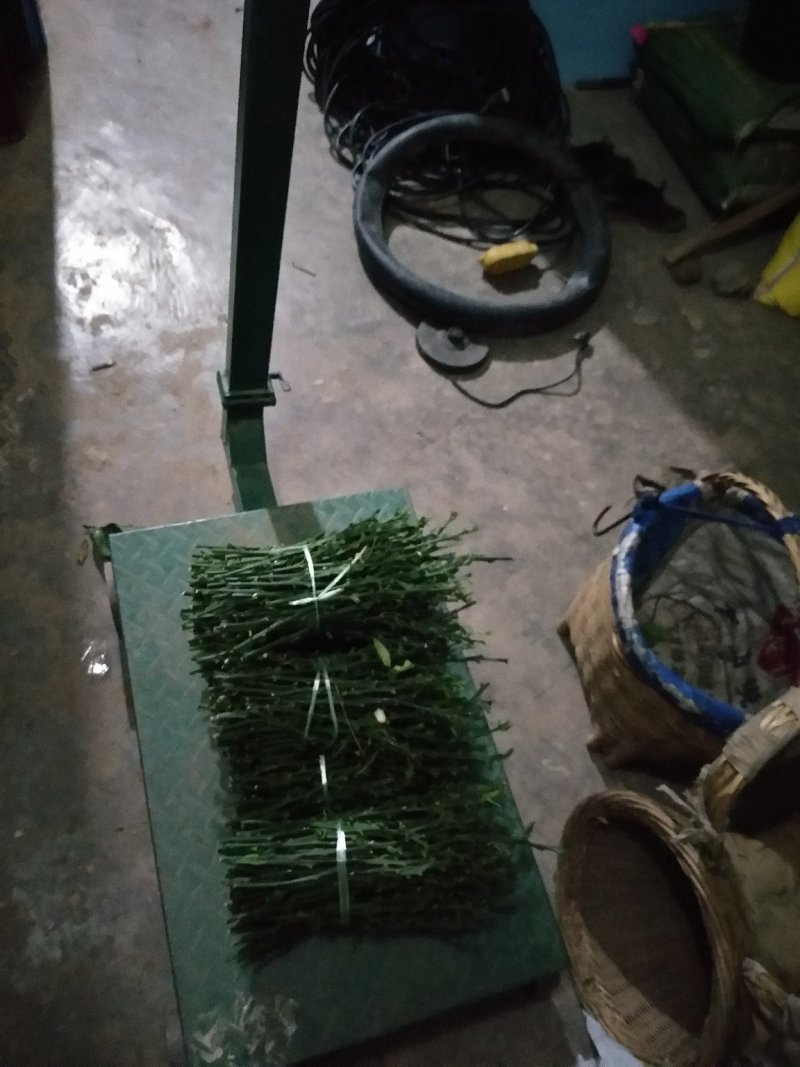 脐橙枝条伦晚九月红中华红纽荷尔接穗
