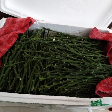 脐橙枝条伦晚九月红中华红纽荷尔接穗