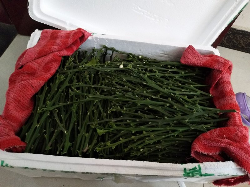 脐橙枝条伦晚九月红中华红纽荷尔接穗