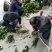 脐橙枝条伦晚九月红中华红纽荷尔接穗