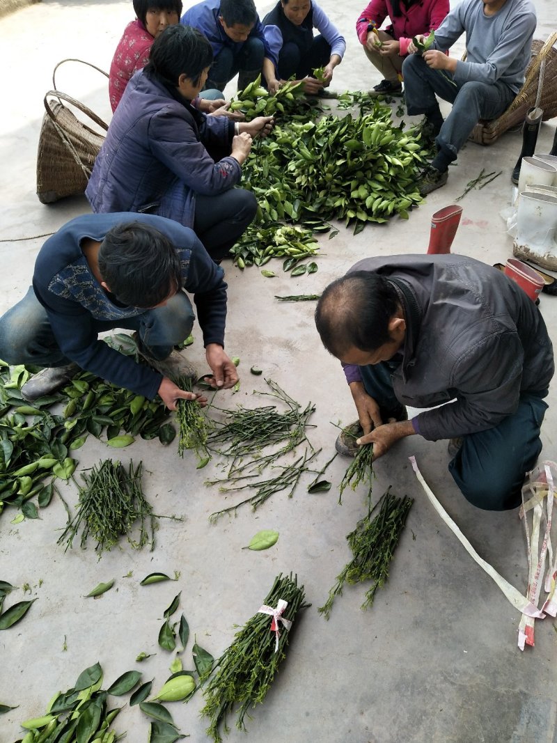 脐橙枝条伦晚九月红中华红纽荷尔接穗