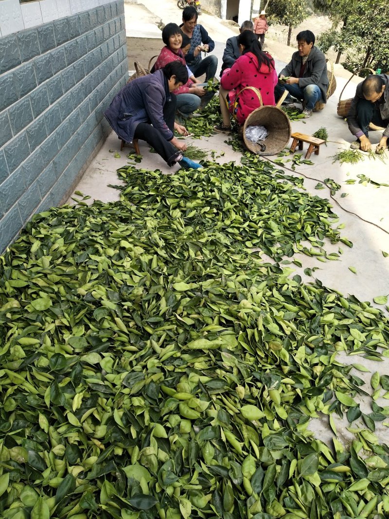 脐橙枝条伦晚九月红中华红纽荷尔接穗