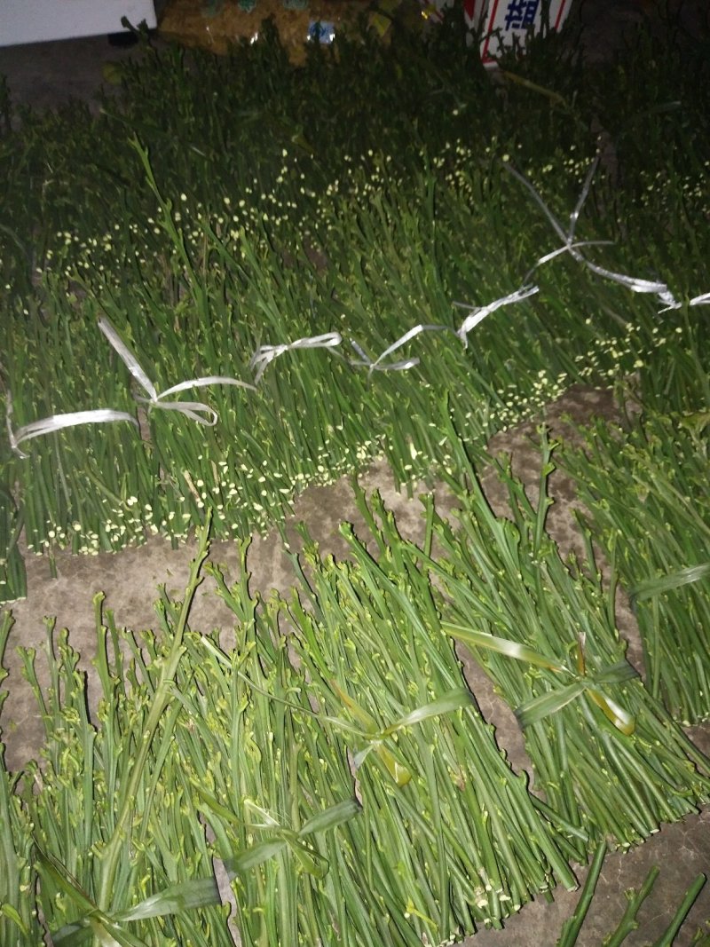 伦晚九月红中华红纽荷尔嫁接用枝条