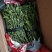 伦晚九月红中华红纽荷尔嫁接用枝条