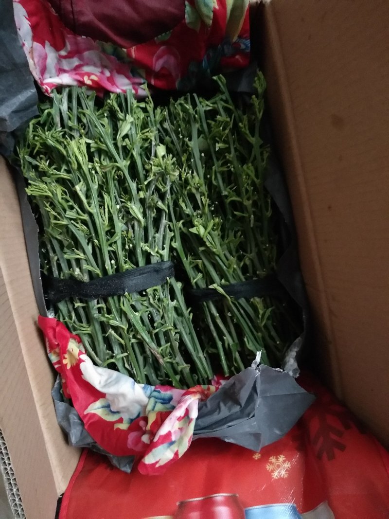 伦晚九月红中华红纽荷尔嫁接用枝条