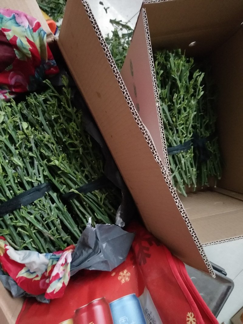 伦晚九月红中华红纽荷尔嫁接用枝条
