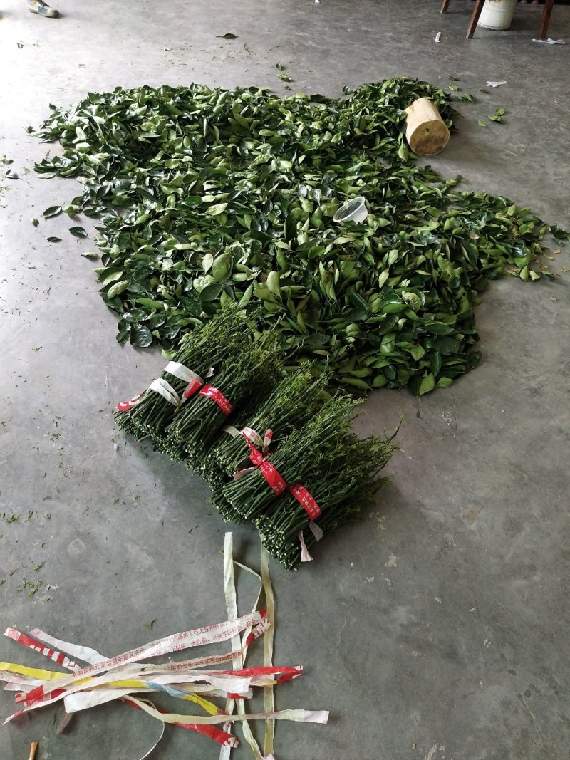 伦晚九月红中华红纽荷尔嫁接用枝条