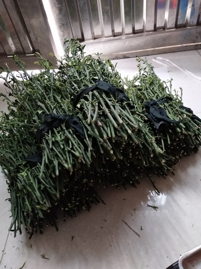 伦晚九月红中华红纽荷尔嫁接用枝条