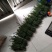 伦晚九月红中华红纽荷尔嫁接用枝条