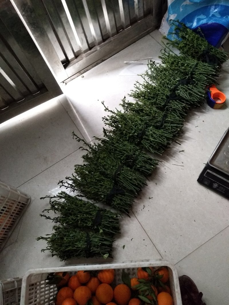伦晚九月红中华红纽荷尔嫁接用枝条