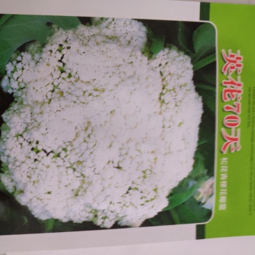 西兰花种子一英花70天松花菜