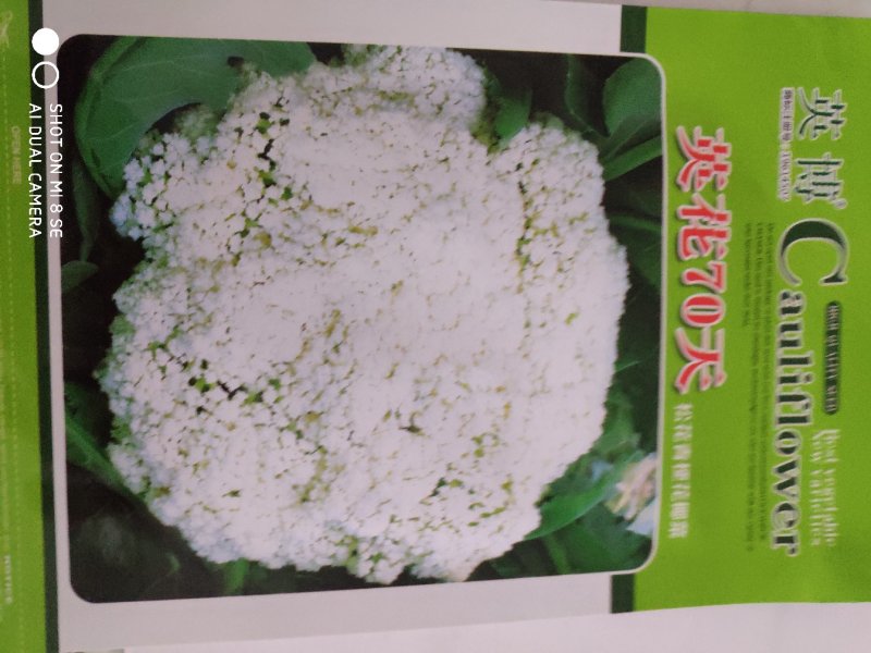 西兰花种子一英花70天松花菜