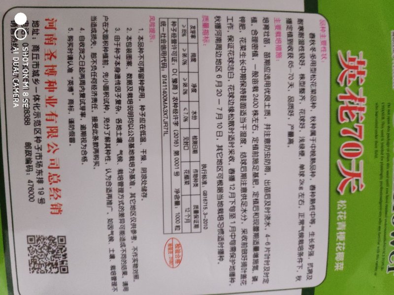 西兰花种子一英花70天松花菜