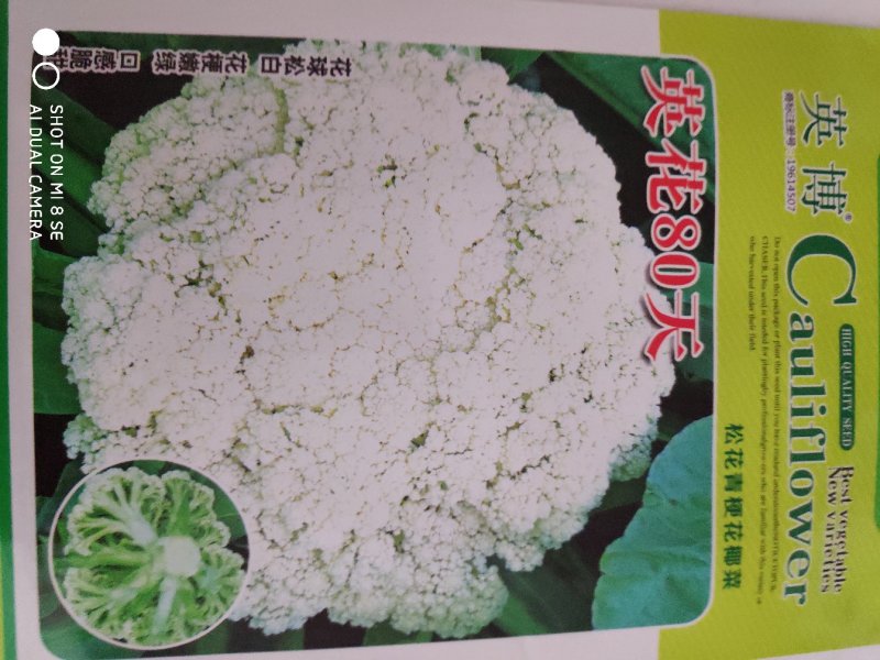 西兰花种子一英花70天松花菜