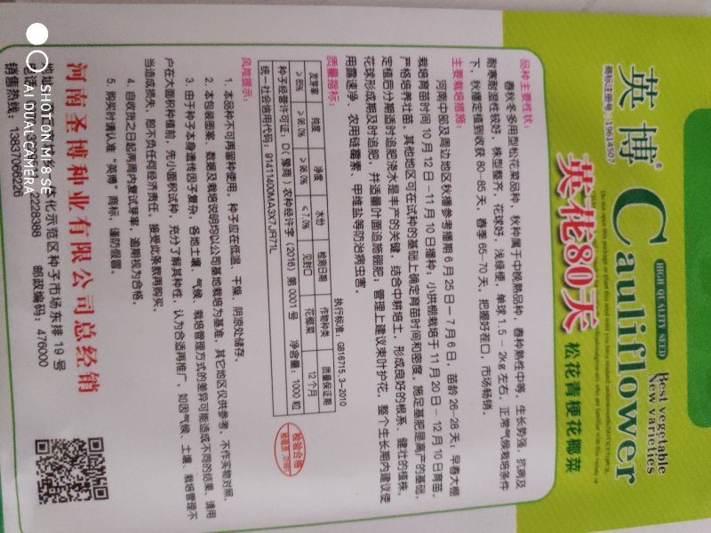 西兰花种子一英花70天松花菜