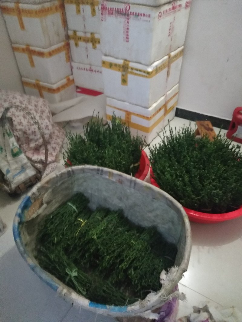 脐橙枝条伦晚中华红九月红纽荷尔嫁接用接穗