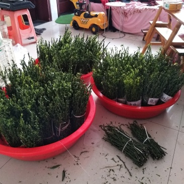 脐橙枝条伦晚中华红九月红纽荷尔嫁接用接穗
