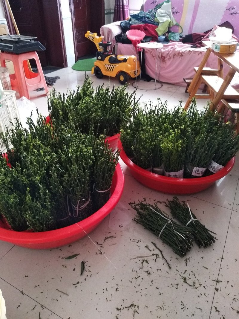 脐橙枝条伦晚中华红九月红纽荷尔嫁接用接穗