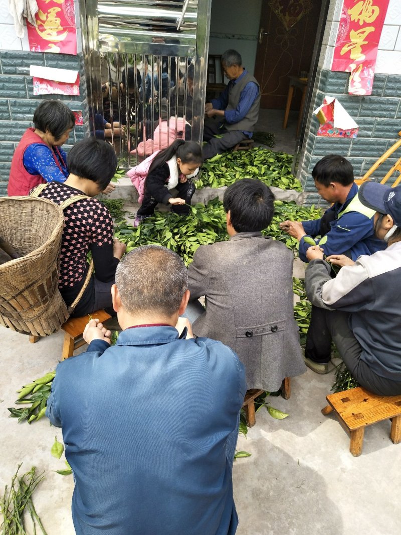 脐橙枝条伦晚中华红九月红纽荷尔嫁接用接穗