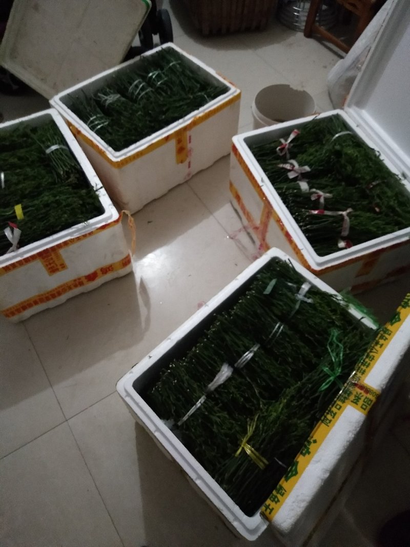 脐橙枝条伦晚中华红九月红纽荷尔嫁接用接穗