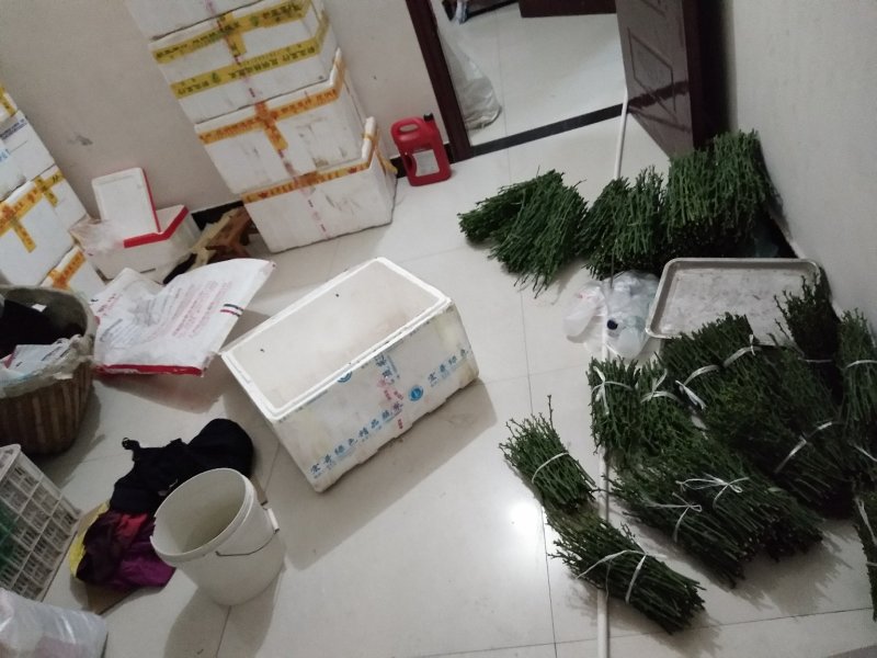 脐橙枝条伦晚中华红九月红纽荷尔嫁接用接穗