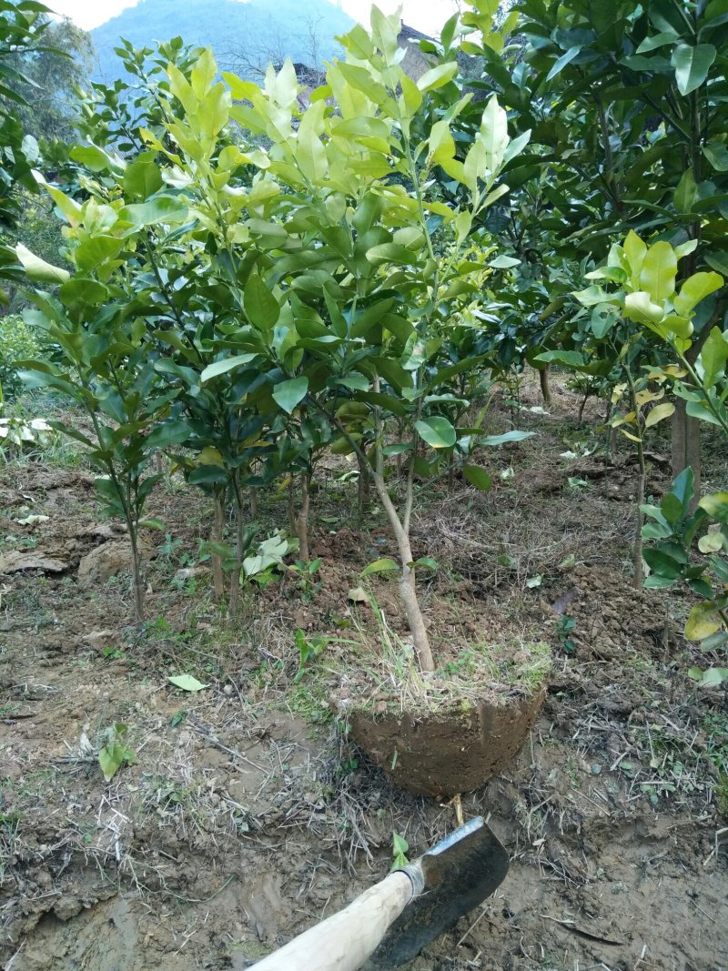 三红柚果苗盆栽，可当盆景观赏，又能当水果食用