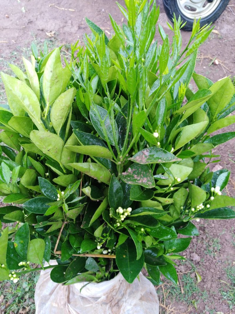 脐橙苗2年超大嫁接苗