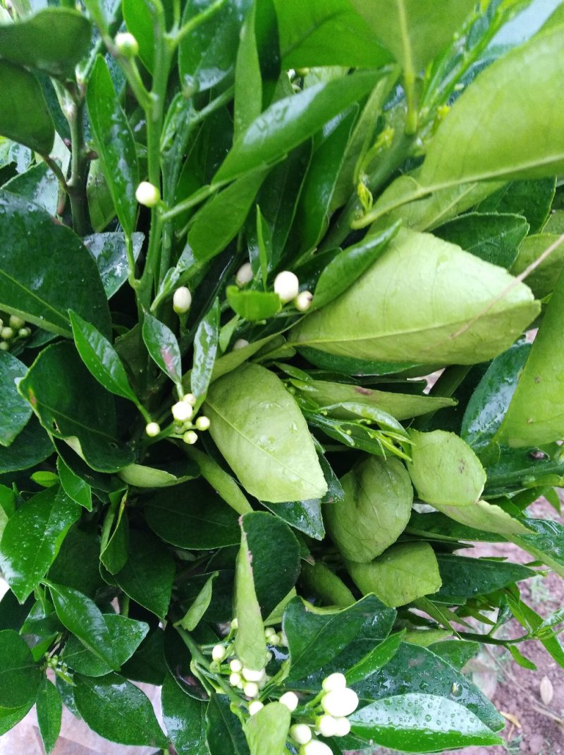 脐橙苗2年超大嫁接苗
