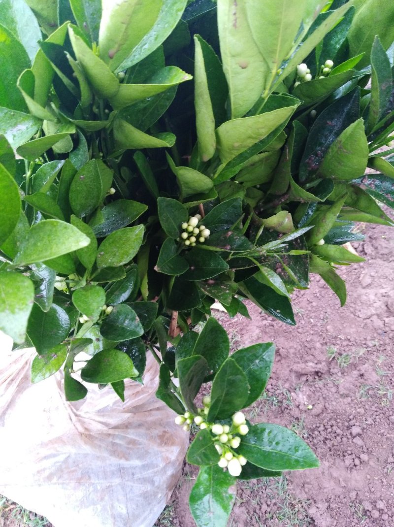 脐橙苗2年超大嫁接苗