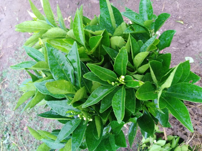 脐橙苗2年超大嫁接苗