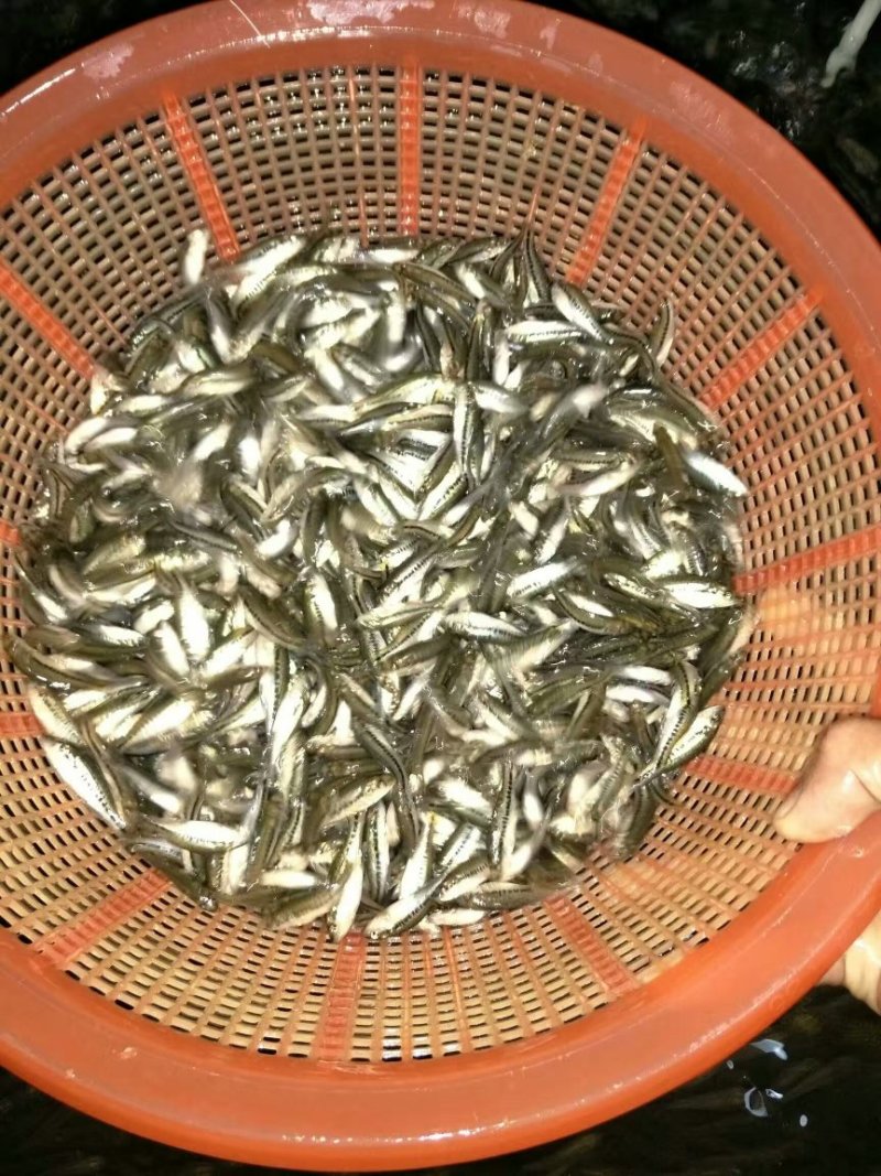 加州鲈鱼苗，鲈鱼苗