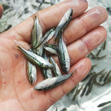 加州鲈鱼苗，鲈鱼苗