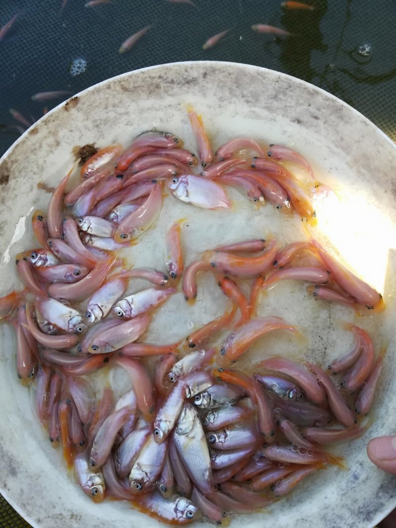 罗非鱼苗，红罗非鱼苗