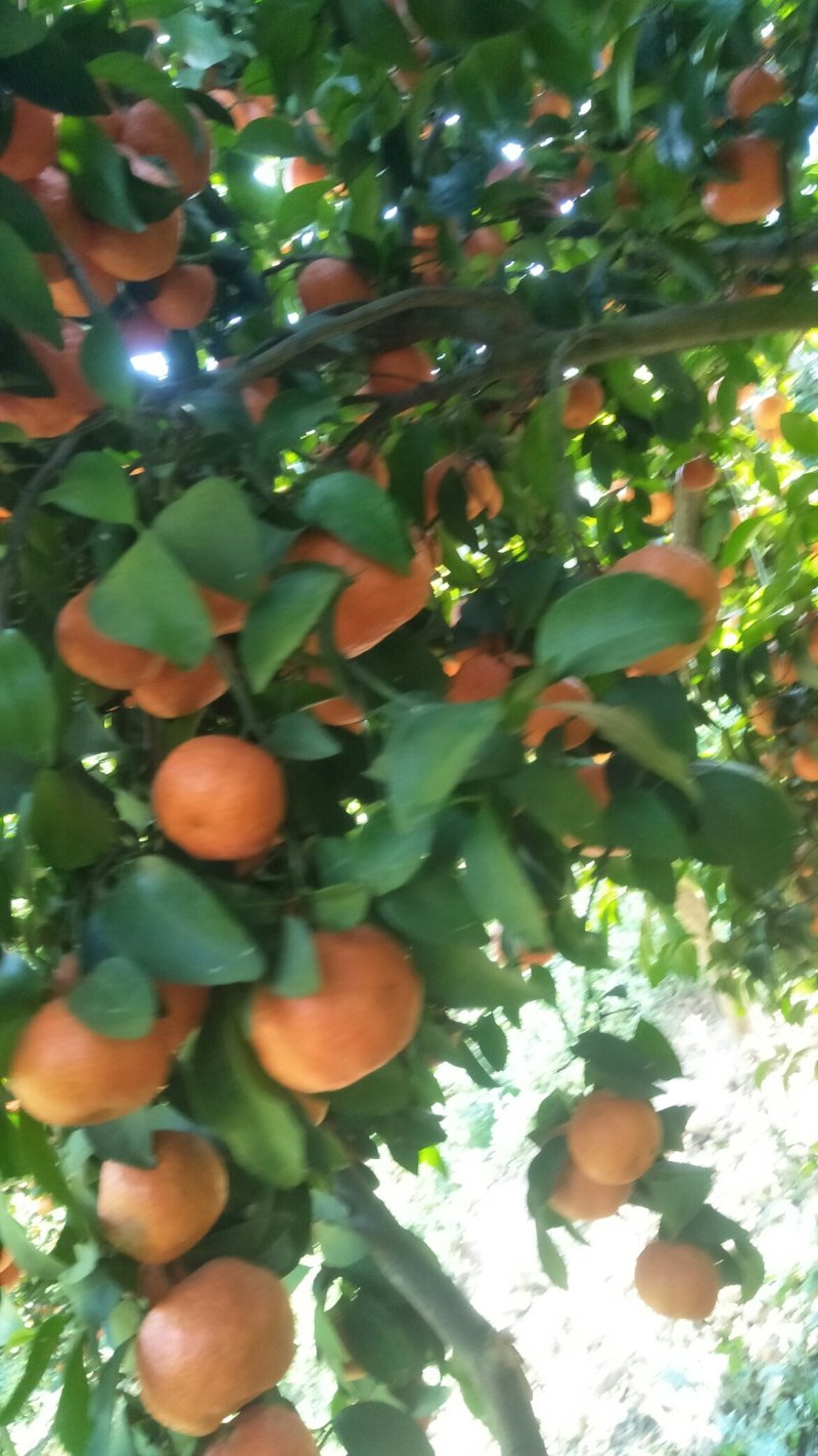 砂糖橘