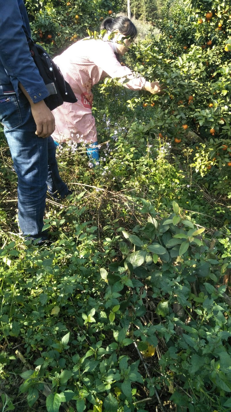 砂糖橘