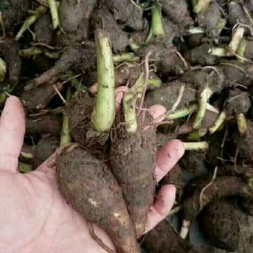 正宗荔浦芋头种苗芋头种苗荔浦产地直发成活率高