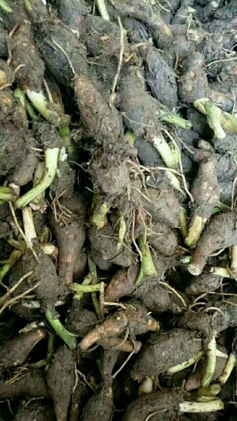 正宗荔浦芋头种苗芋头种苗荔浦产地直发成活率高