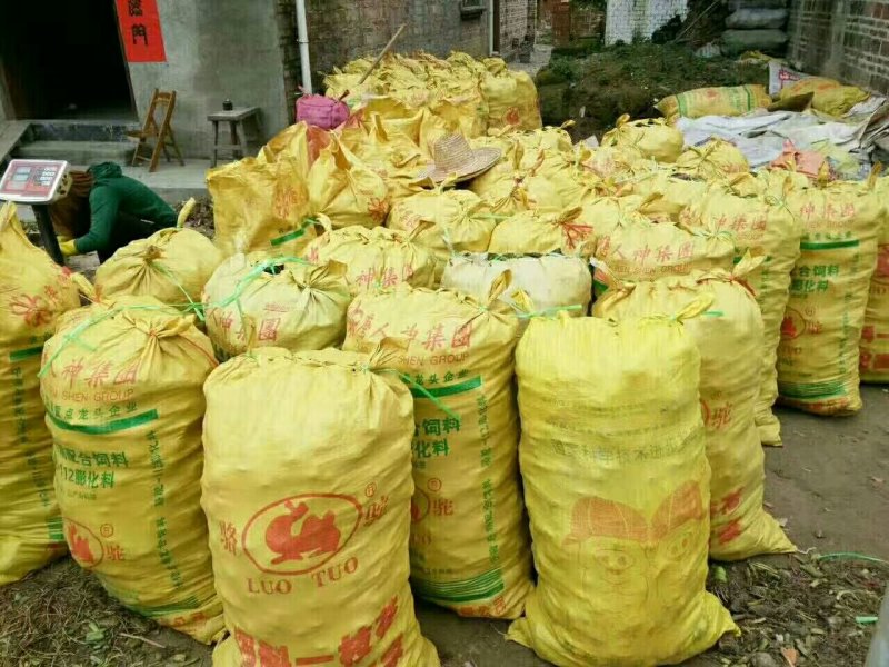 正宗荔浦芋头种苗芋头种苗荔浦产地直发成活率高