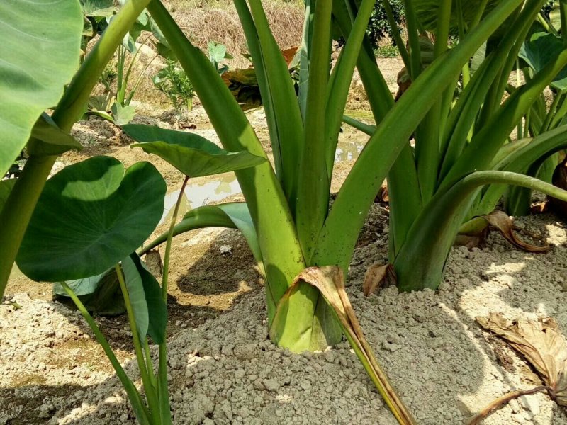 正宗荔浦芋头种苗芋头种苗荔浦产地直发成活率高