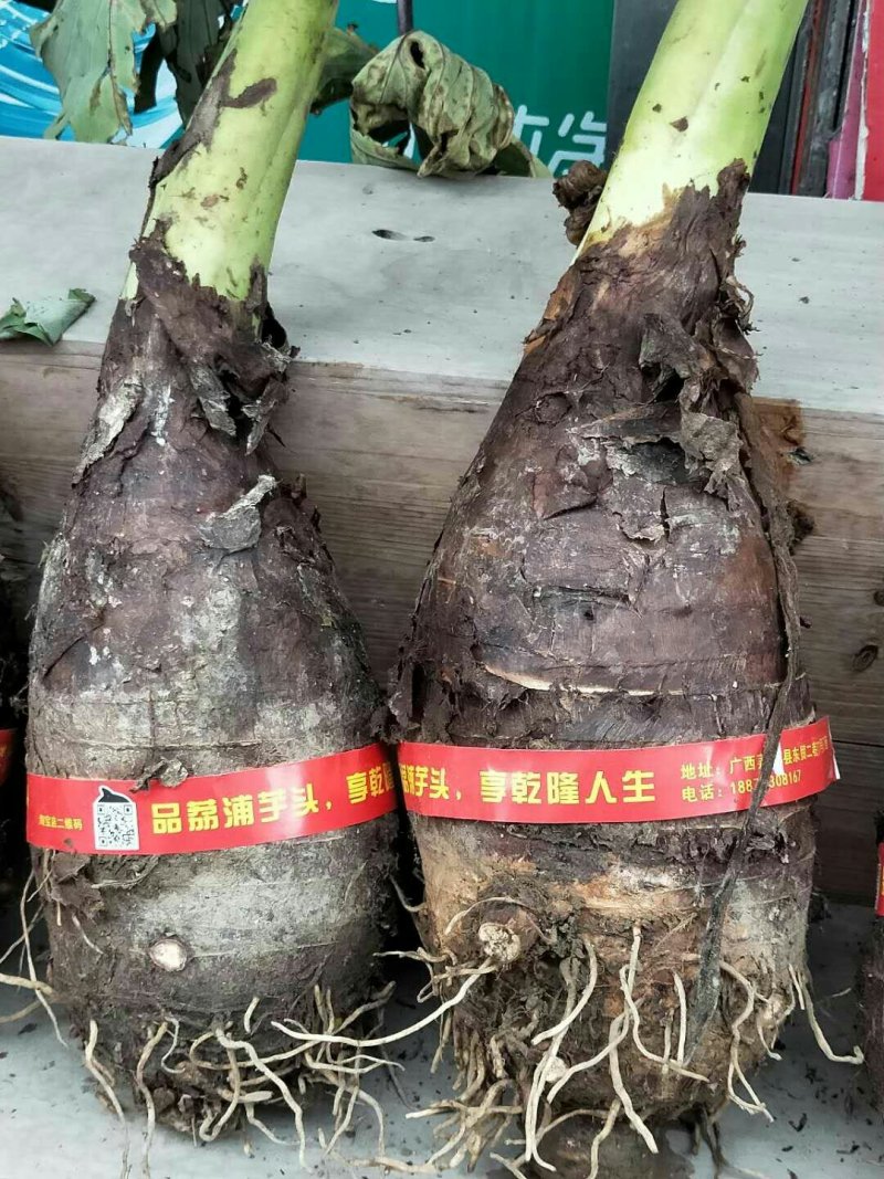 正宗荔浦芋头种苗芋头种苗荔浦产地直发成活率高