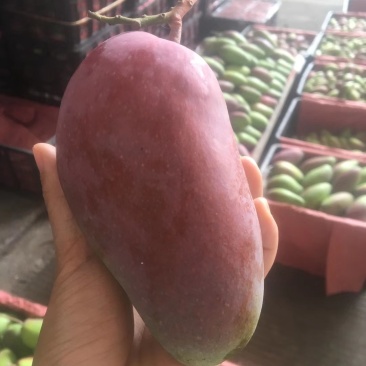 贵妃芒，，，，，，，，，，，，，，，，，，，，，，