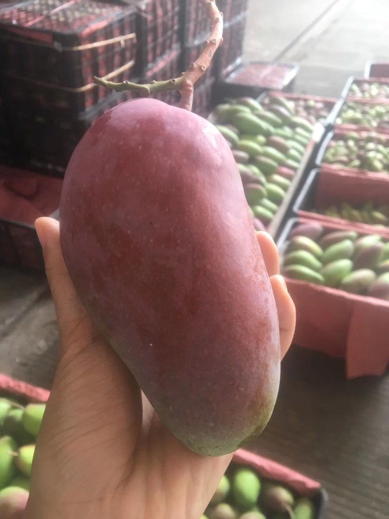 贵妃芒，，，，，，，，，，，，，，，，，，，，，，
