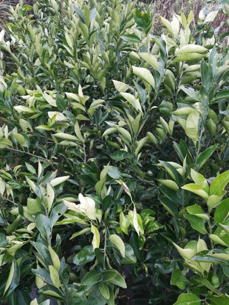 纽荷尔脐橙树苗/脐橙苗/自家苗场，规格齐全，欢迎联系