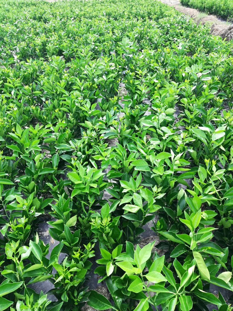 纽荷尔脐橙树苗/脐橙苗/自家苗场，规格齐全，欢迎联系