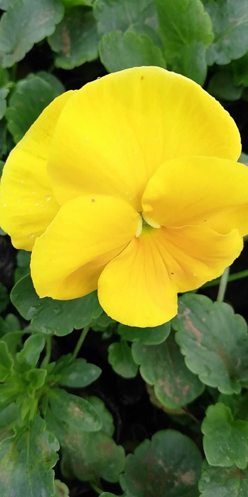 三色堇苗.蝴蝶梅，人面花.三色堇菜