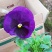 三色堇苗.蝴蝶梅，人面花.三色堇菜