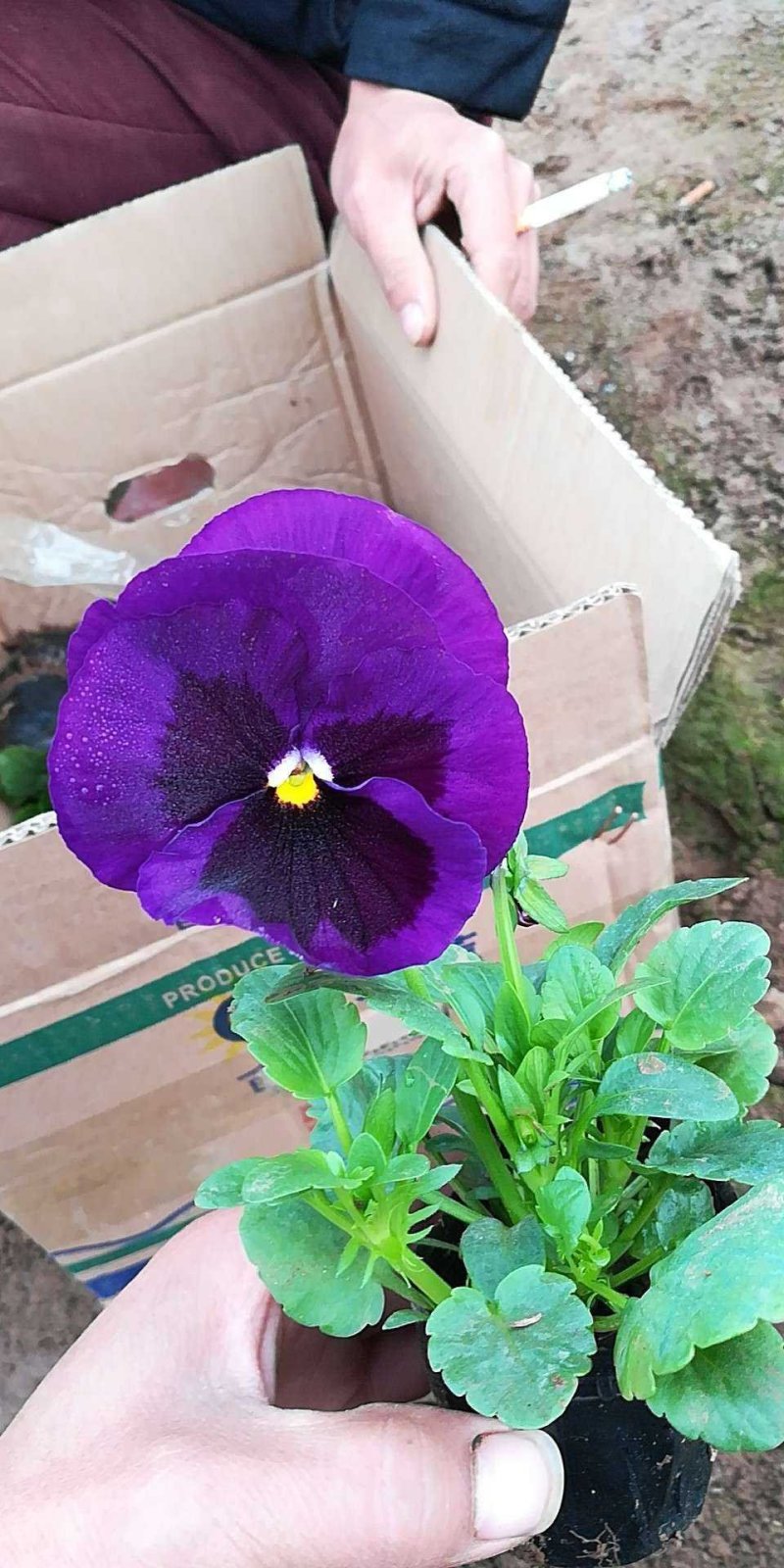 三色堇苗.蝴蝶梅，人面花.三色堇菜