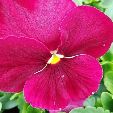 三色堇苗.蝴蝶梅，人面花.三色堇菜